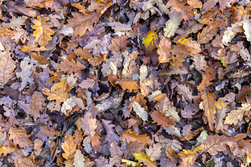 Texture of oak leaves on the ground