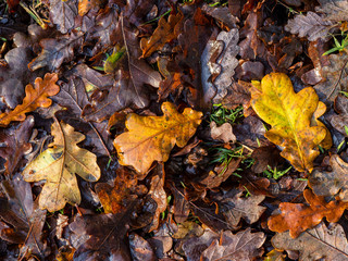 Colourful oak leaf litter on a woodland floor in late autumn, North Yorkshire, England