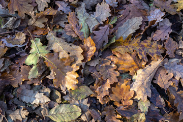 Texture of oak leaves on the ground