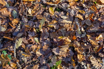 Texture of oak leaves on the ground