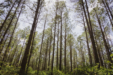 Fototapeta premium Pine forest from low angle view.