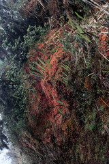 plantas del camino del inca