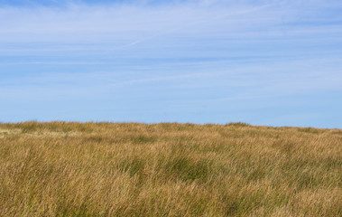 Obraz premium Moorland grass