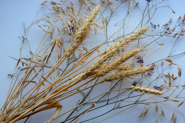 Sheaf of yellow wheat spikelets on the white background