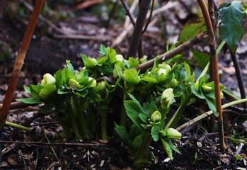 young plants in the garden