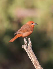 Hepatic Tanager