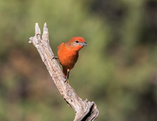 Hepatic Tanager