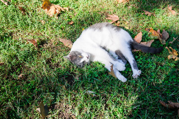 White and gray cat on the green grass in the park.
