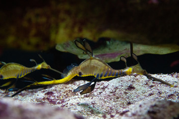 Seahorse