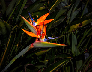brightly colored bird of paradise flower closeup against a dark green leaf background