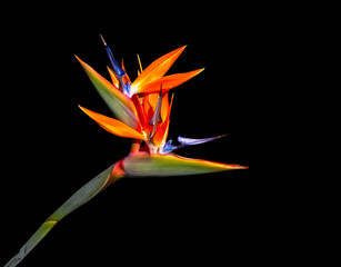 Fototapeta na wymiar brightly colored bird of paradise flower closeup on a black background