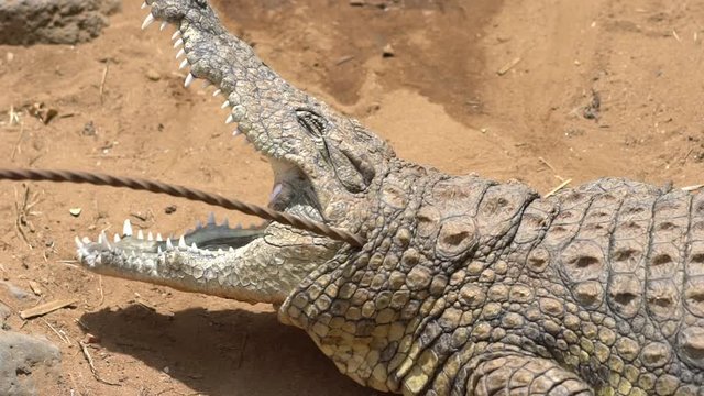 Big crocodile with open mouth full of jaws. Bite quickly when disturbed. Shot in Slowmotion. 120 FPS.