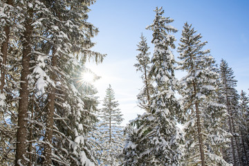 Sun shining through the pine trees covered with a lot of snow in the mountains in Kleinwalsertal in Austria