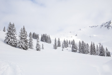 Pine trees and mountains covered with a lot of snow in Kleinwalsertal in Austria 
