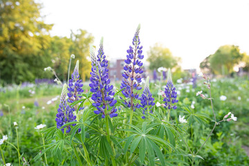 Wild purple lupine flowers in a green field in the spring on a sunny day in the Netherlands