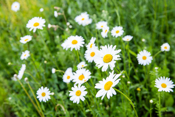 Wild white and yellow daisies in a green field in the spring on a sunny day in the Netherlands seen from the side