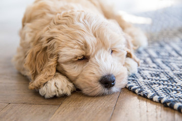 Cream Australian Labradoodle pup inside sleeping on the floor beside a rug