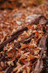 leaves on a log