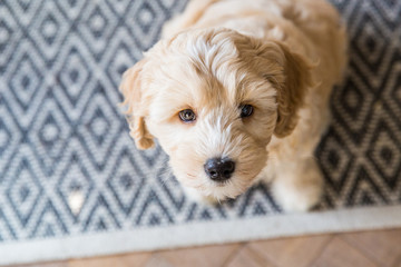 Cream Australian Labradoodle pup standing inside on a rug on the floor looking up seen from above