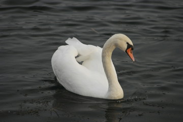 swan on lake