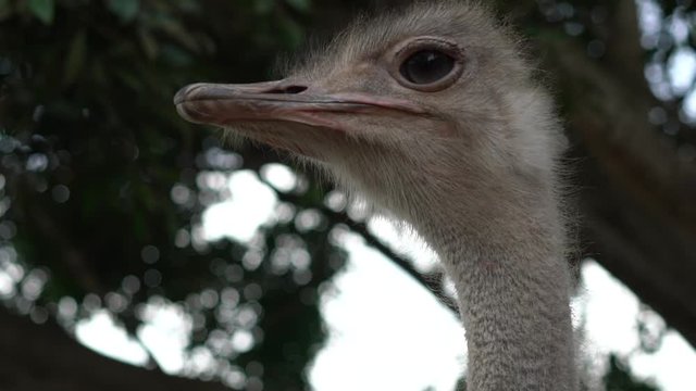 Close up on ostrich bird head and neck. Ostrich eye blinks and look at the camera.