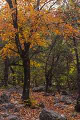 autumn in the forest