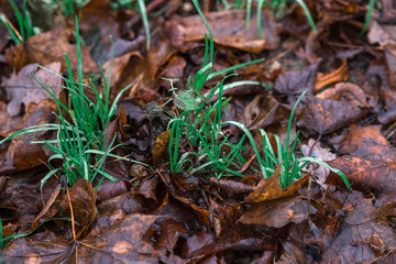 Fototapeta premium natural background of long-fallen leaves, moss and grass