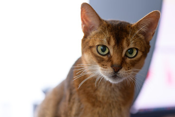 猫　アビシニアン