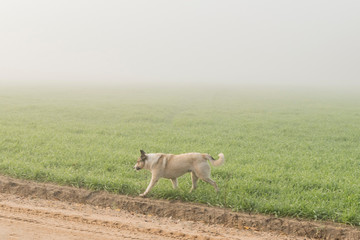 Obraz premium Meeting with a dog in the country