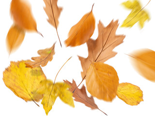 Collection beautiful colorful different autumn leaves, blowing through the air isolated on white background, autumn concept backgrounds, autumn sale, 