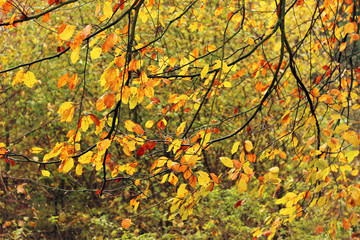 Colorful autumn leaves hanging on branches 