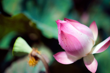 pink lotus flower
