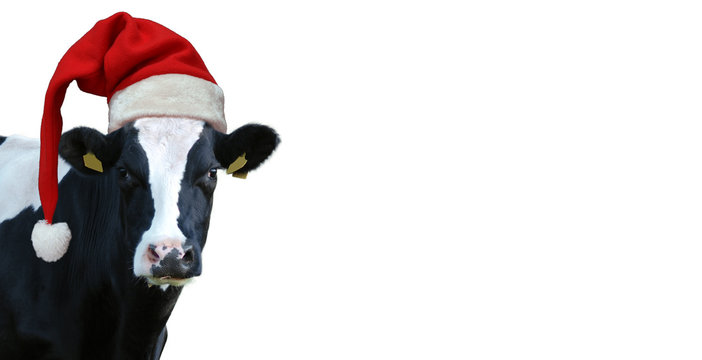 Christmas greeting card with cow on a white background
