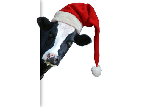 Christmas greeting card with cow on a white background