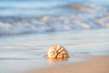 beautiful shell lies on the beach, next to the azure water of the sea