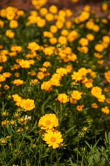 Obraz premium daisies in the garden