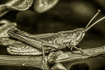 Grasshopper eats plants in macro photography