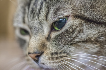 muzzle of a tabby cat with big eyes, close up,soft focus
