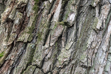 Texture of tree bark with moss