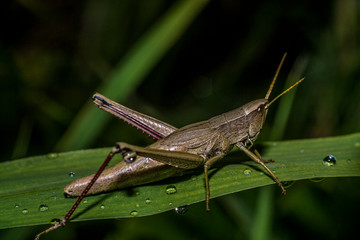 Grasshopper eats plants in macro photography