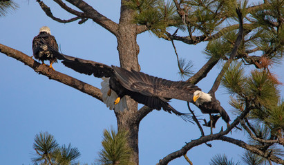 Eagles in tree taking off in flight