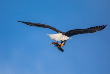 Eagle flying with salmon in claws