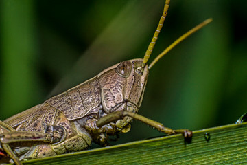 Grasshopper eats plants in macro photography