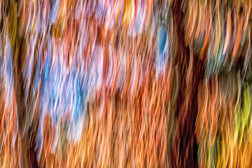 abstract fall foliage
