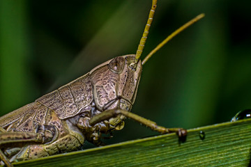 Grasshopper eats plants in macro photography