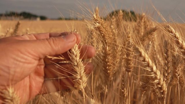 Hand touches ears of ripe golden wheat against the background of a wide field and blue sky