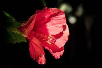 Hibiskus 1