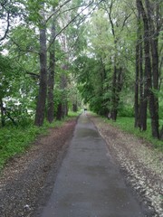 Naklejka premium road in the forest