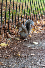 Grey squirrel in the park