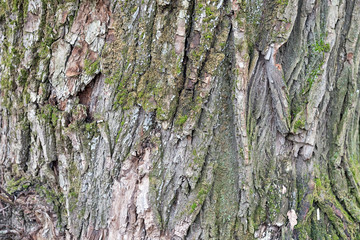Background of the pattern of the old bark of a tree in autumn Park.
